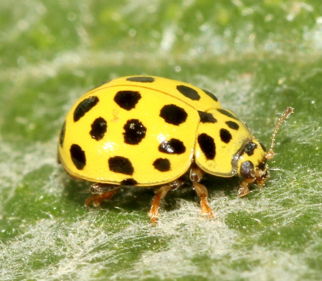 Coccinellidae:   Psyllobora vigintiduopunctata