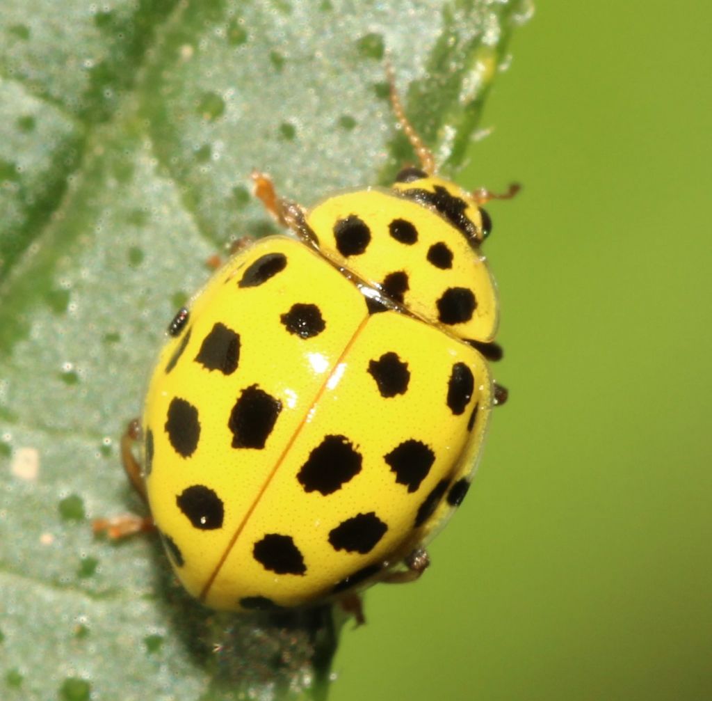 Coccinellidae:   Psyllobora vigintiduopunctata