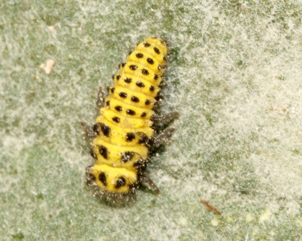 Coccinellidae:   Psyllobora vigintiduopunctata