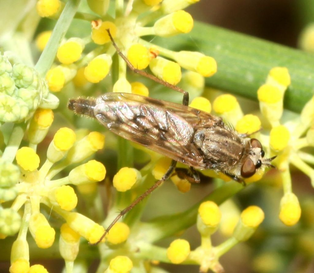 Thereva spiloptera femmina.