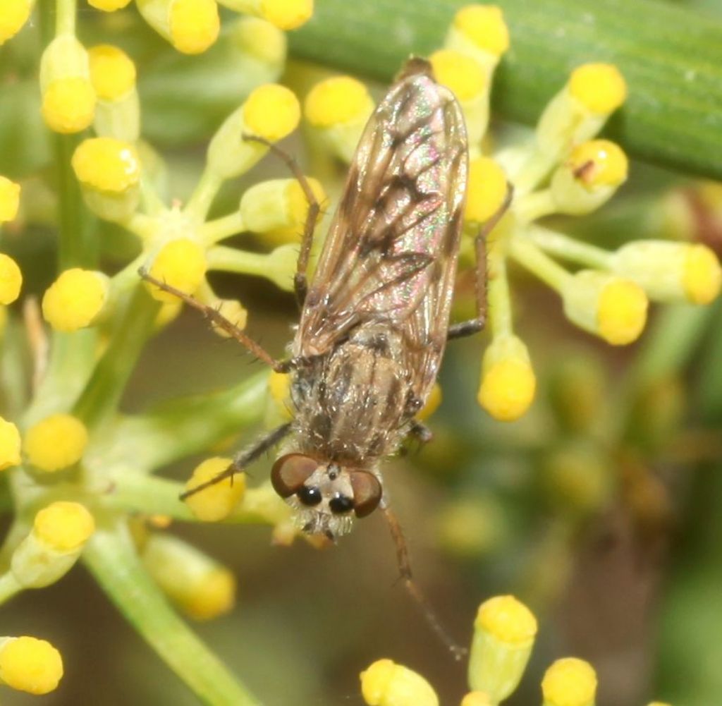 Thereva spiloptera femmina.