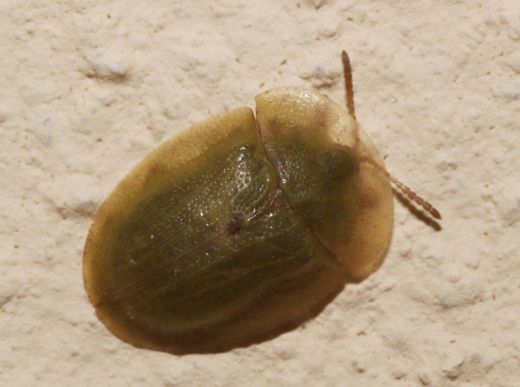 Chrysomelidae: Cassida?   S,  Cassida cfr. deflorata