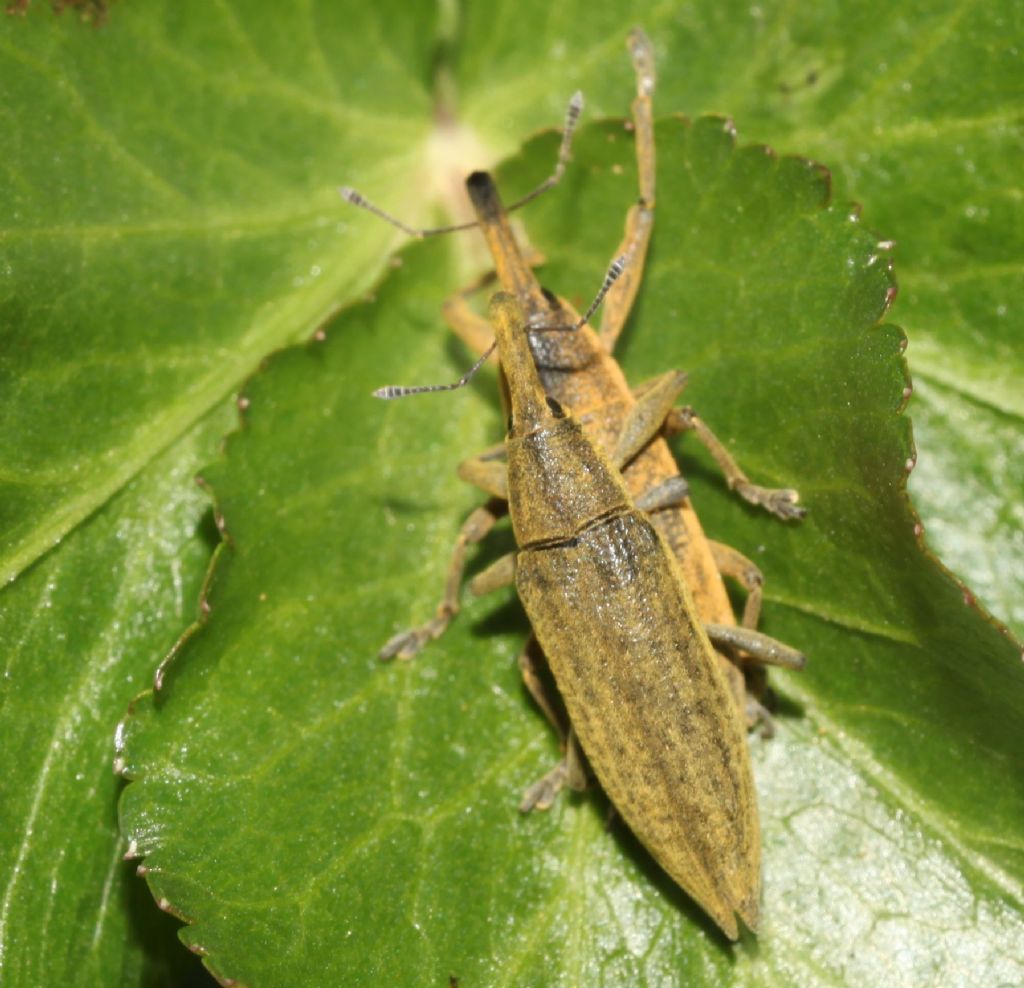 Lixus?  S,  Lixus (Eulixus) iridis