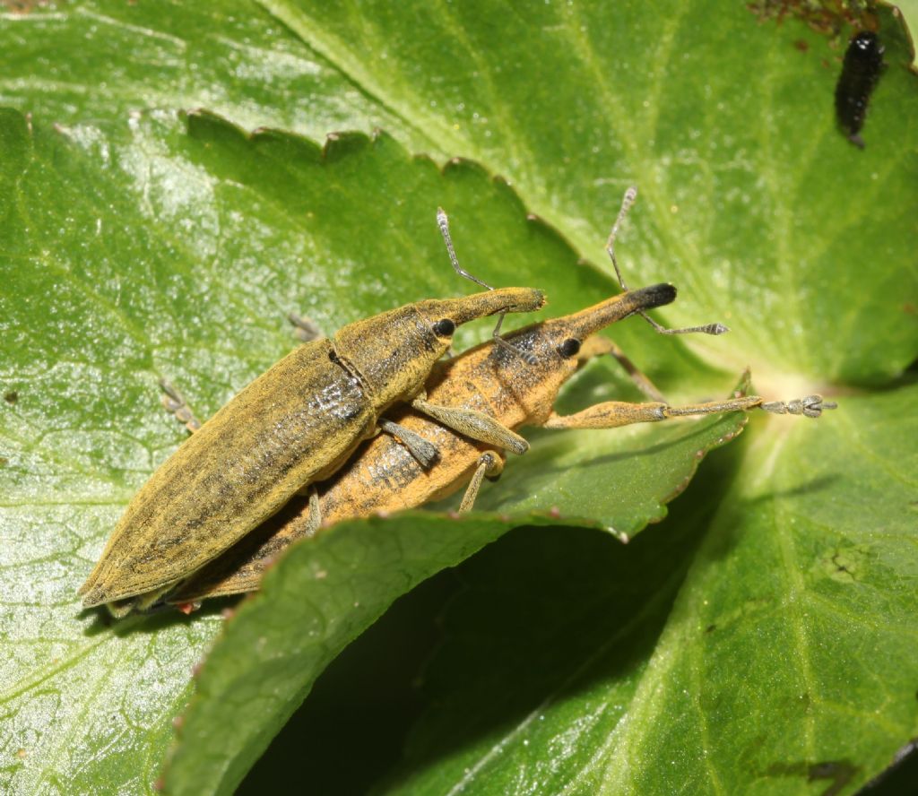 Lixus?  S,  Lixus (Eulixus) iridis