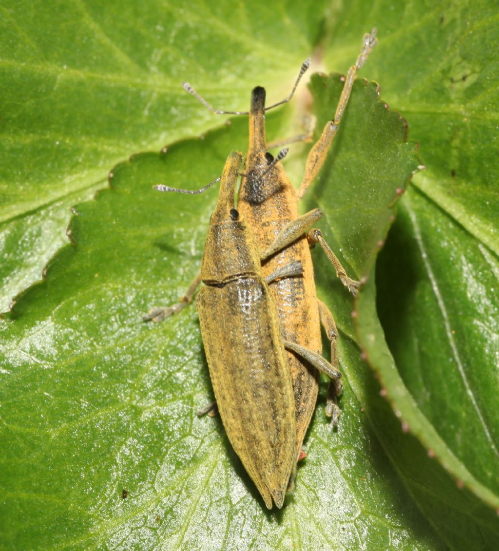 Lixus?  S,  Lixus (Eulixus) iridis