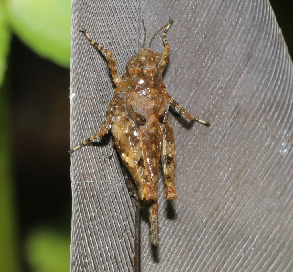 Mini Orthoptera:  Paratettix meridionalis (Tetrigidae)