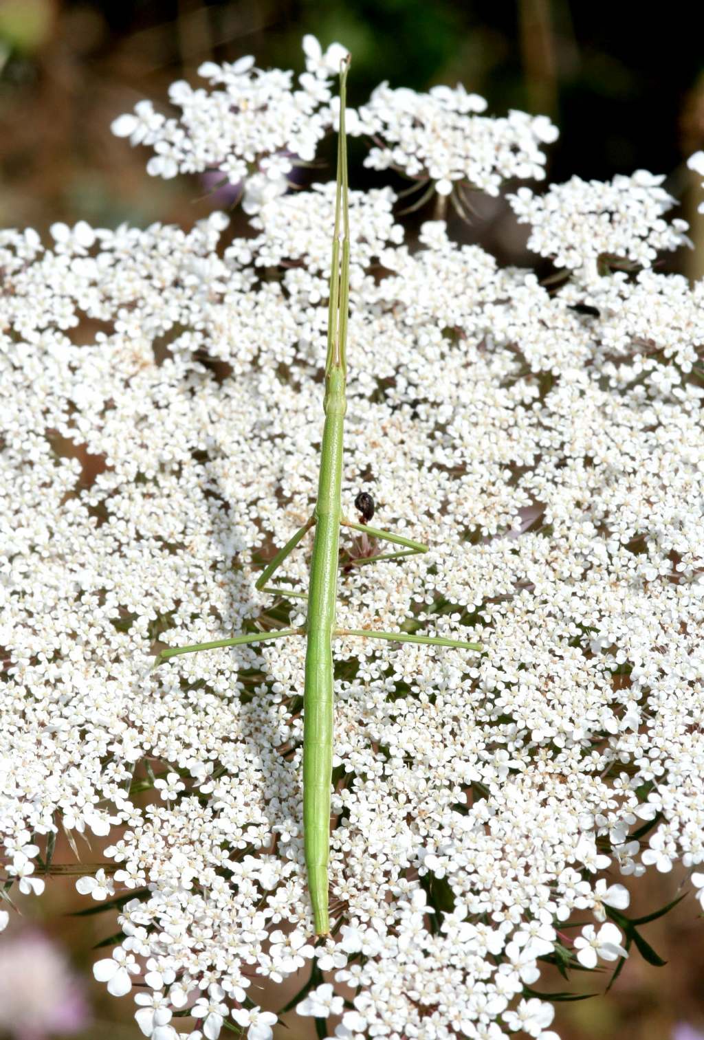 Bacillidae: Clonopsis gallica?