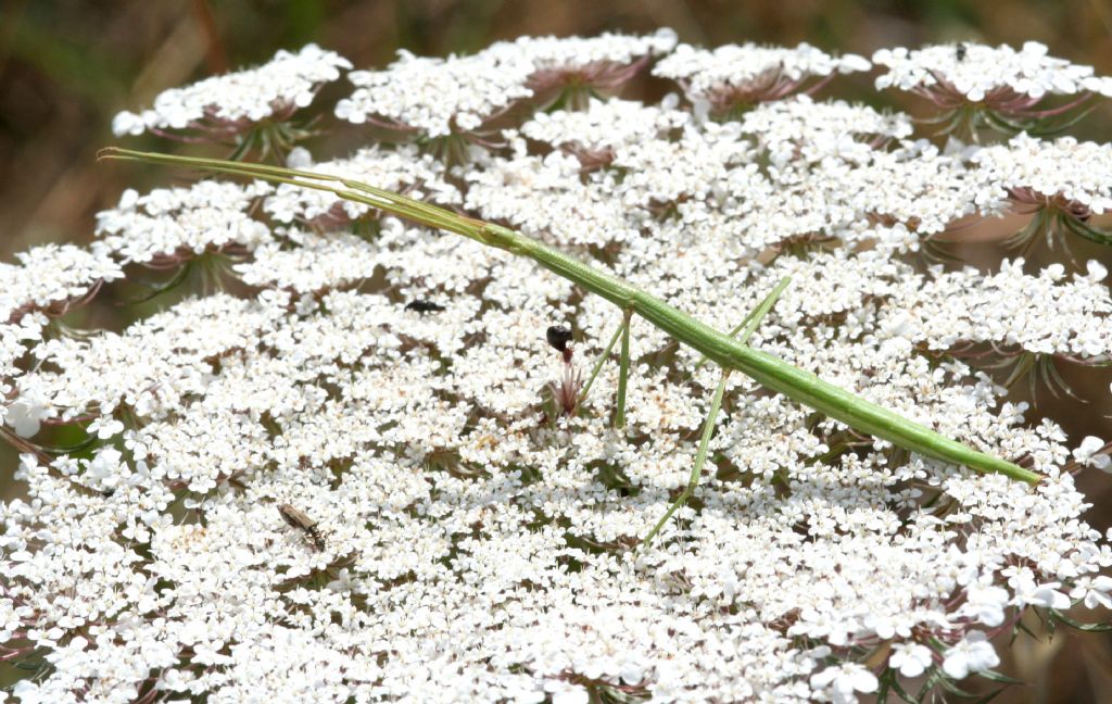 Bacillidae: Clonopsis gallica?