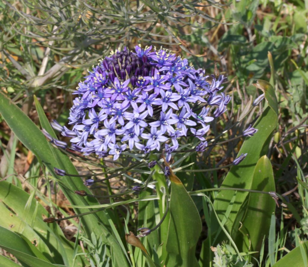 Oncostema peruviana / Scilla peruviana