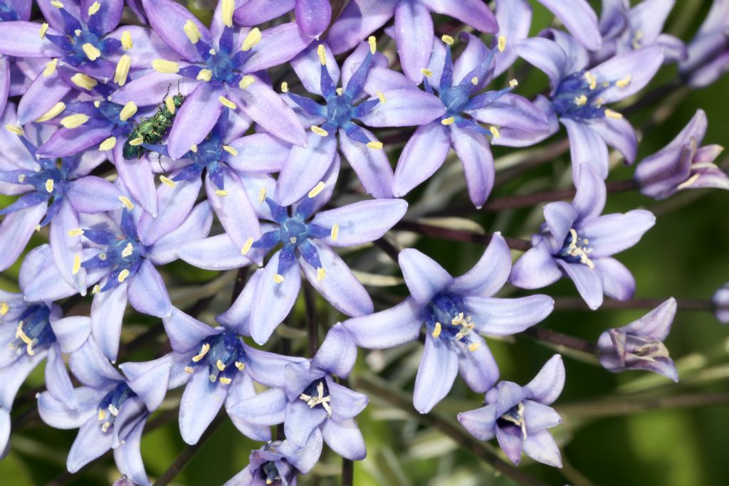 Oncostema peruviana / Scilla peruviana