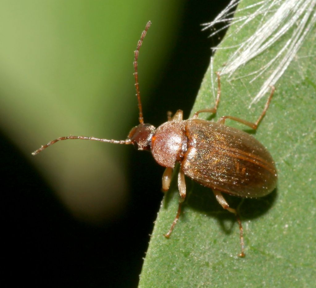 Tenebrionidae: Isomira sp.