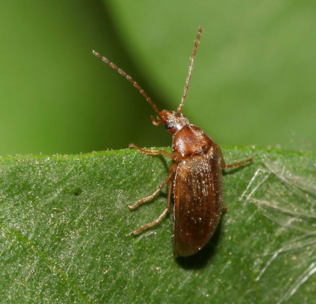 Tenebrionidae: Isomira sp.