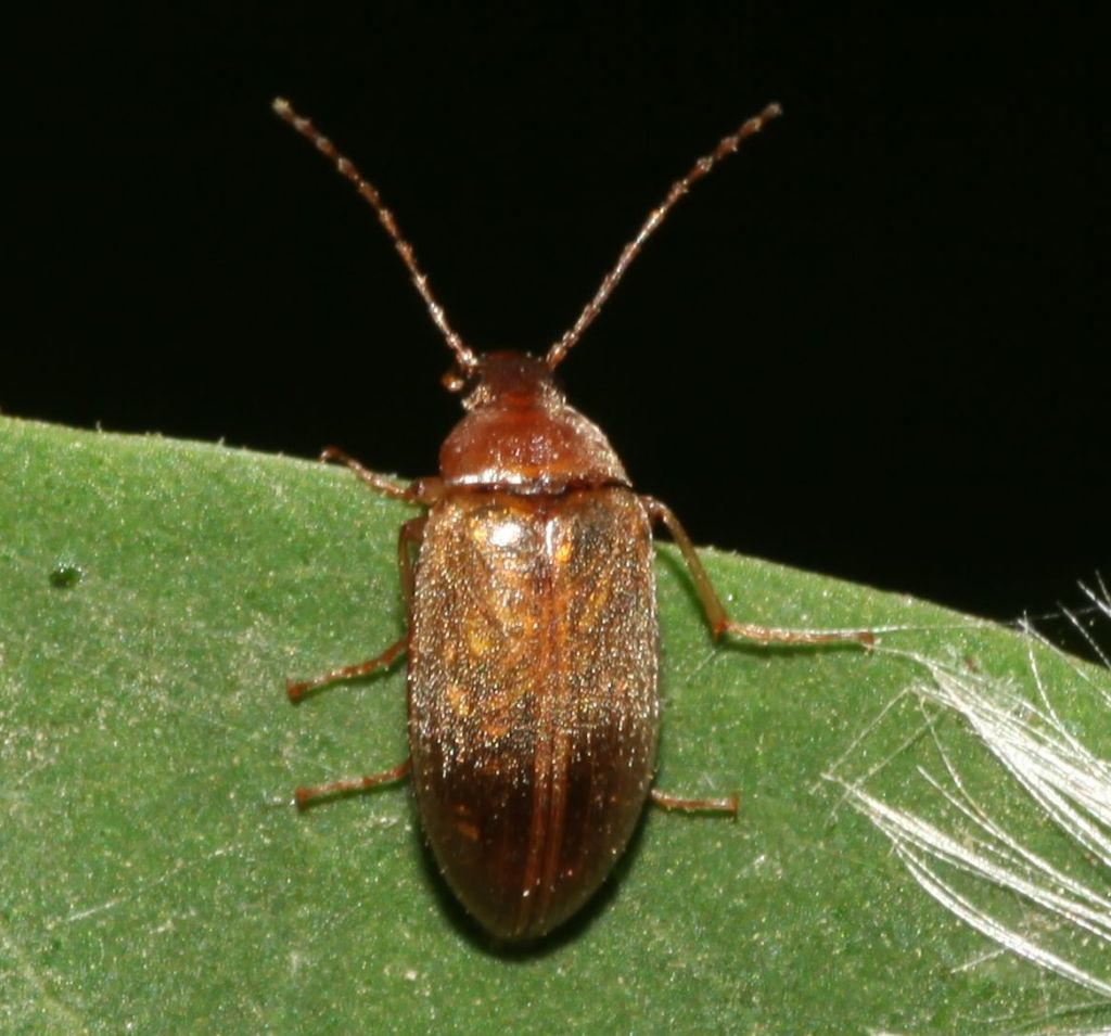 Tenebrionidae: Isomira sp.