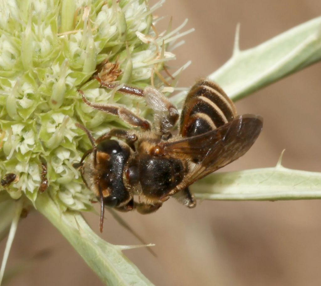Andrena (Holandrena) variabilis