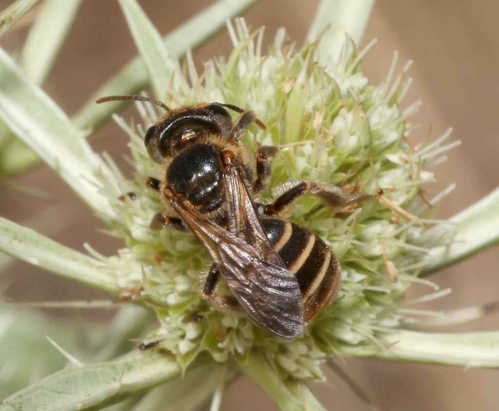 Andrena (Holandrena) variabilis