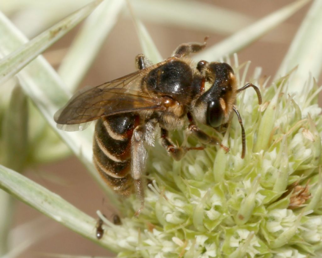 Andrena (Holandrena) variabilis