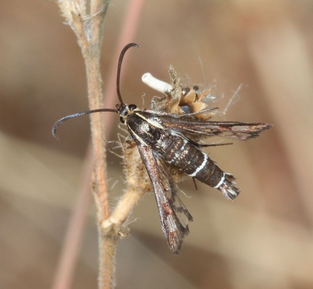 Sesiidae.