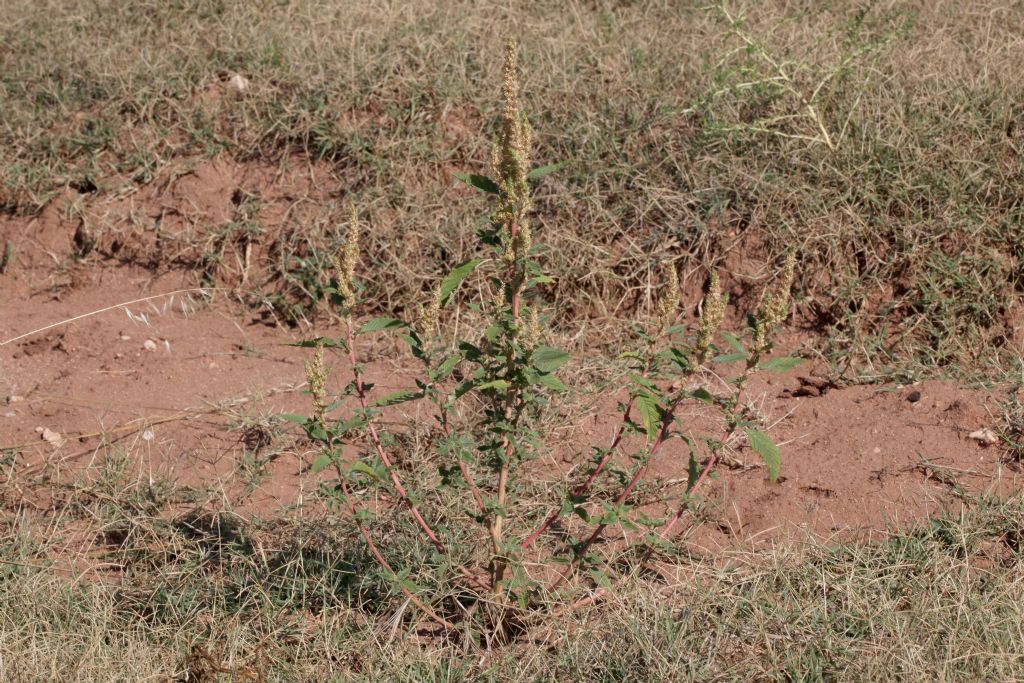 Estiva nel retroduna:   Amaranthus sp.