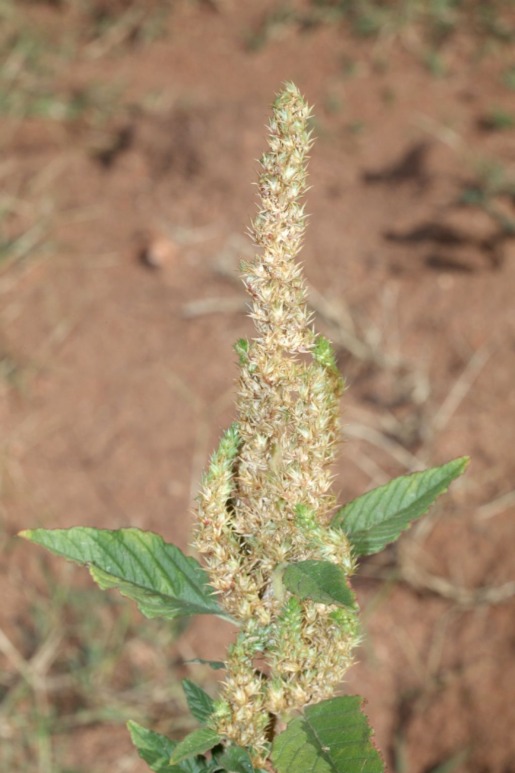 Estiva nel retroduna:   Amaranthus sp.