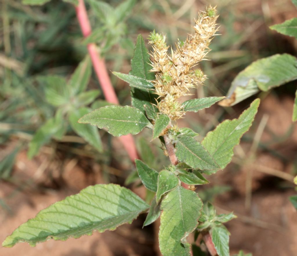 Estiva nel retroduna:   Amaranthus sp.