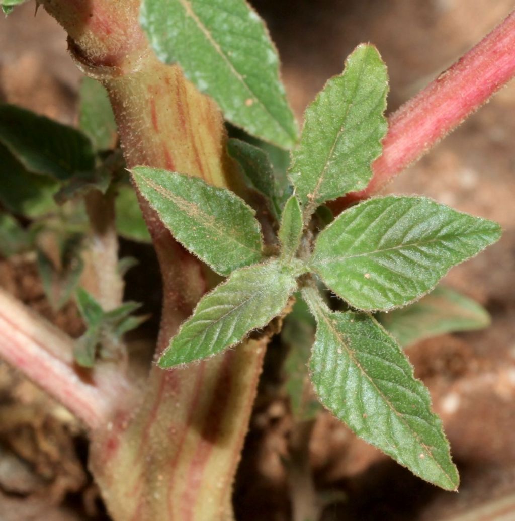 Estiva nel retroduna:   Amaranthus sp.