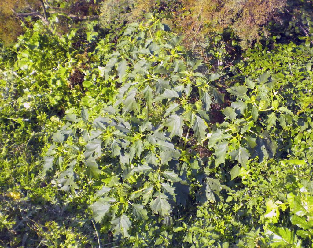 Frutti spinosi:  Datura stramonium (Solanaceae)