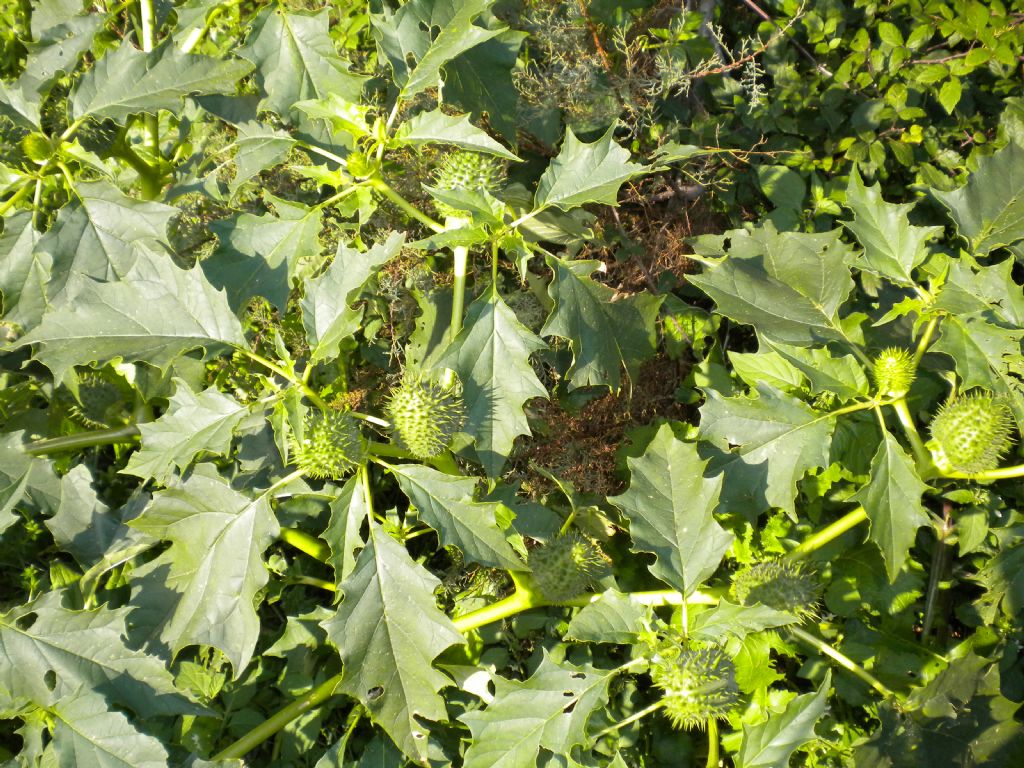 Frutti spinosi:  Datura stramonium (Solanaceae)