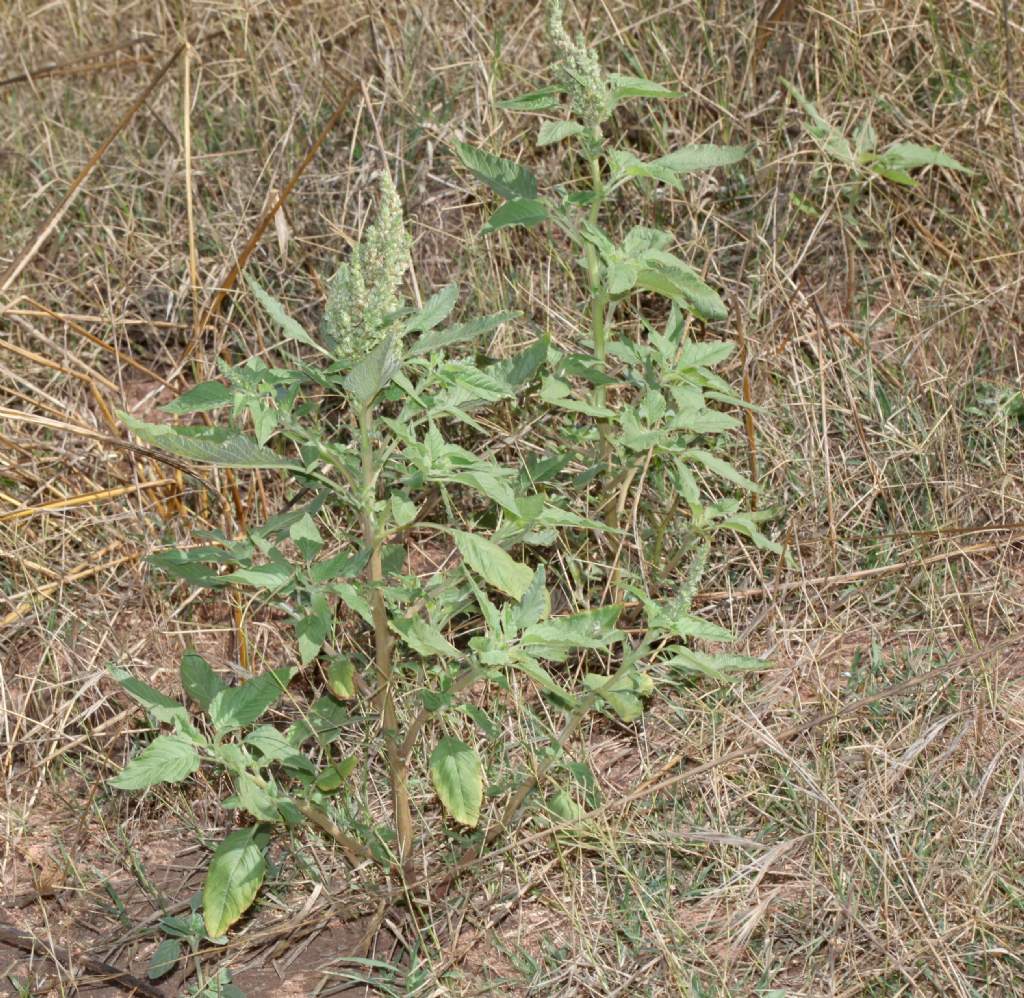 Estiva nel retroduna:   Amaranthus sp.
