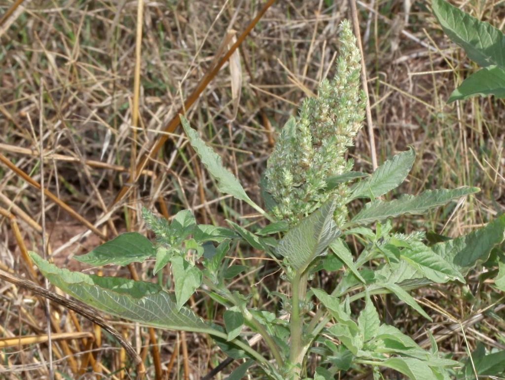 Estiva nel retroduna:   Amaranthus sp.