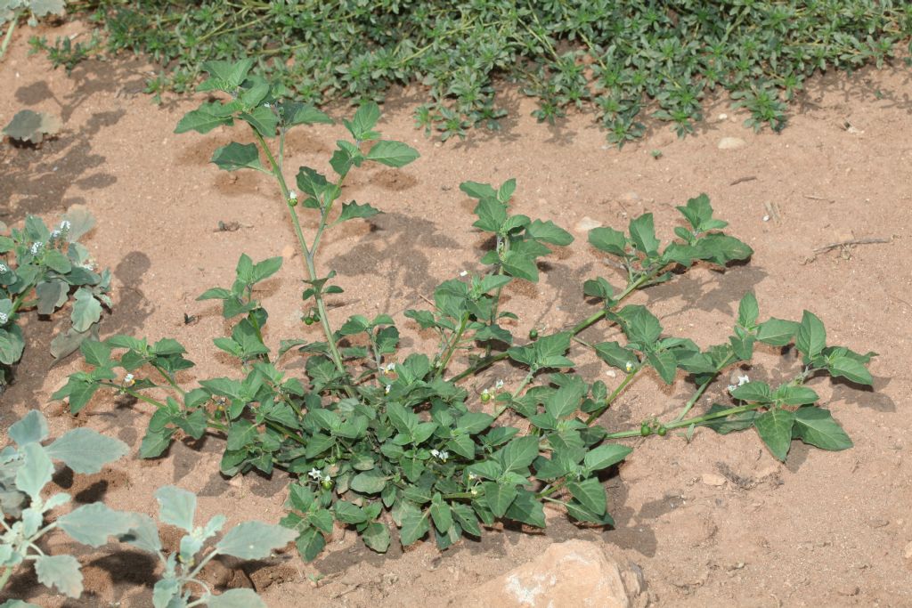 Solanum cfr. nigrum