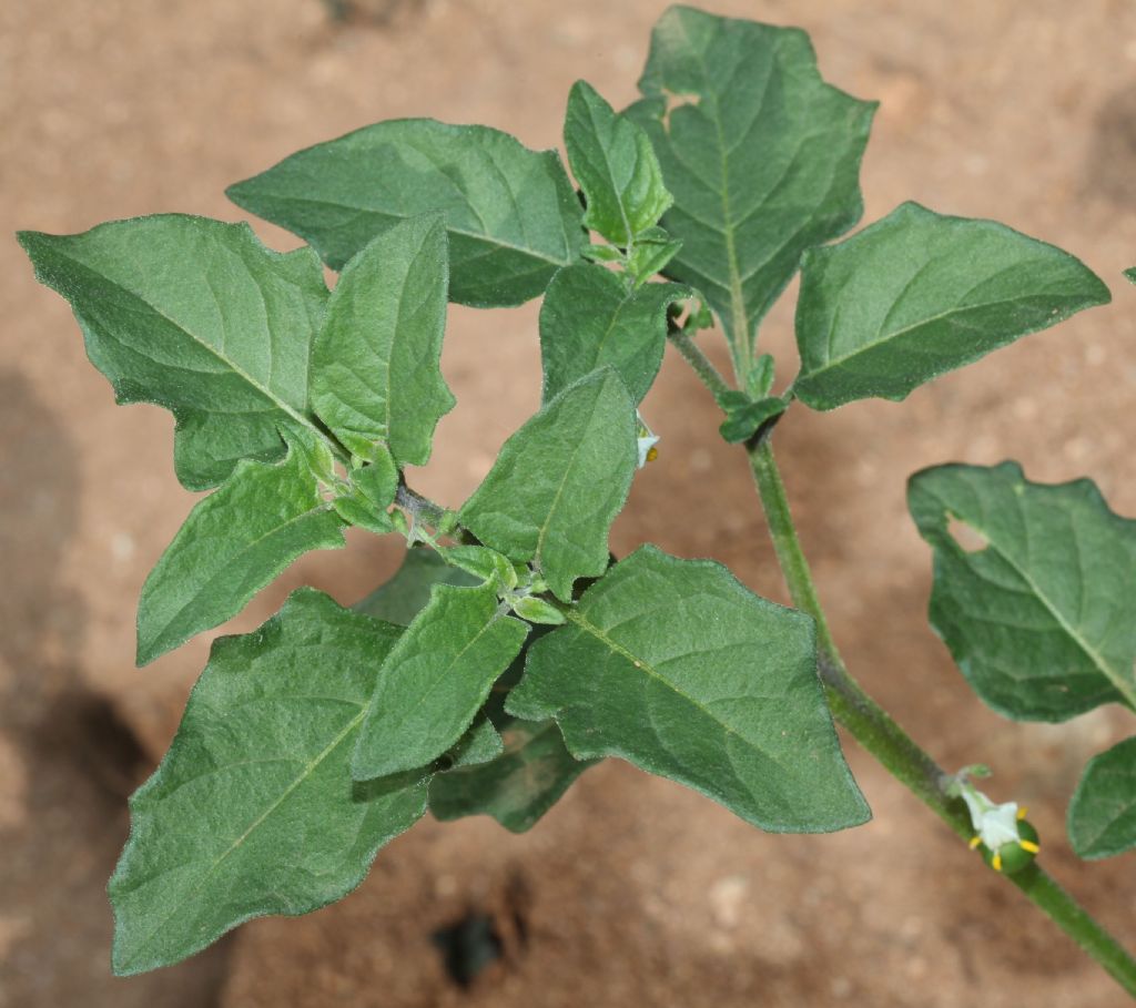 Solanum cfr. nigrum