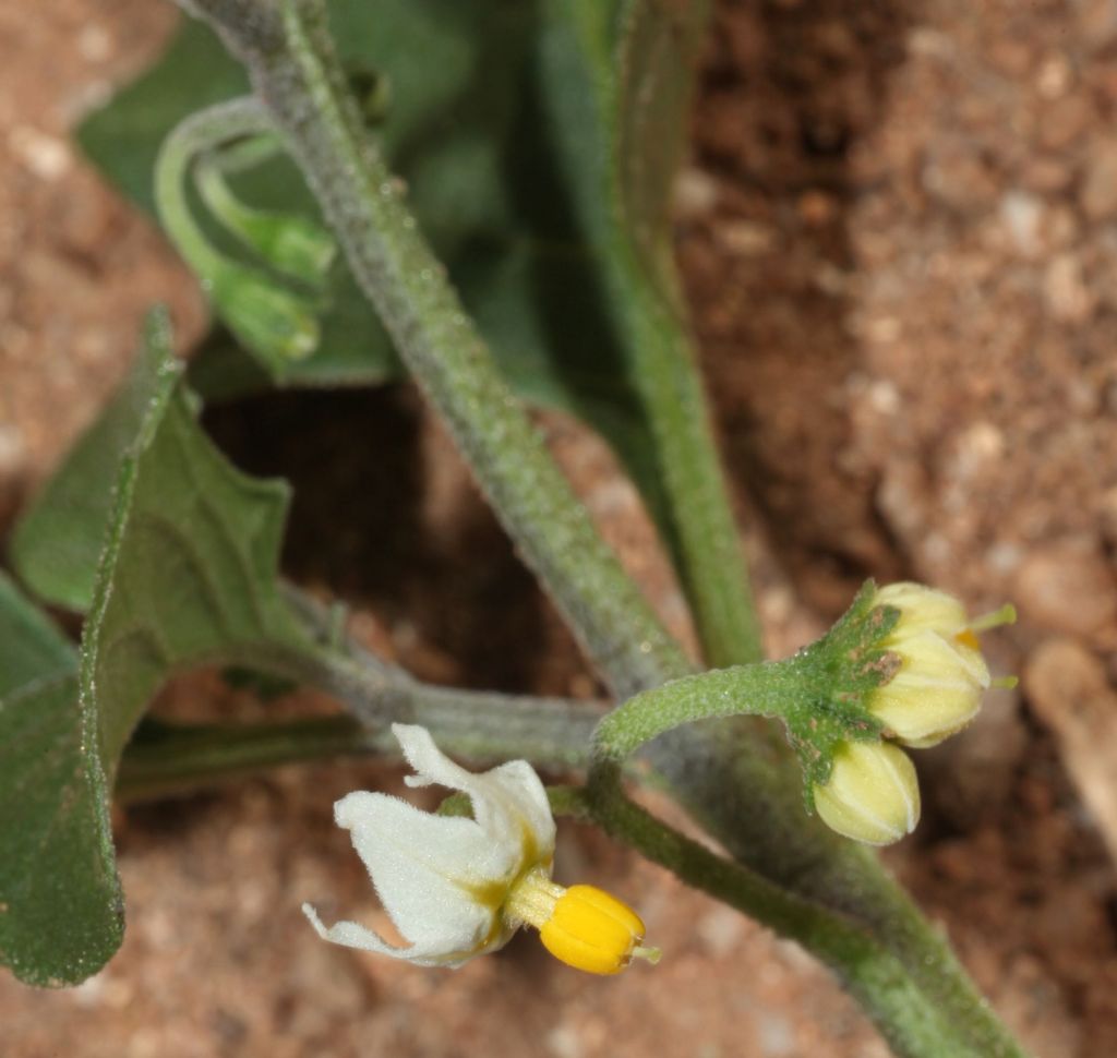 Solanum cfr. nigrum