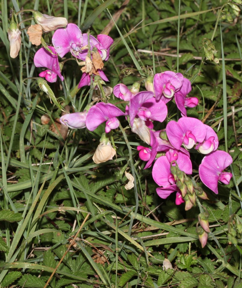 Lathyrus sylvestris