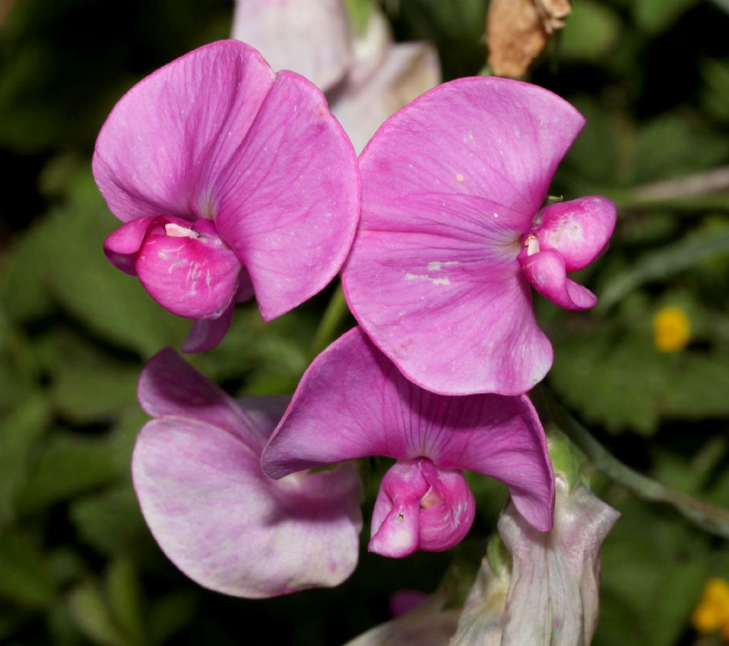Lathyrus sylvestris