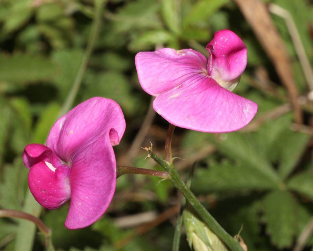 Lathyrus sylvestris