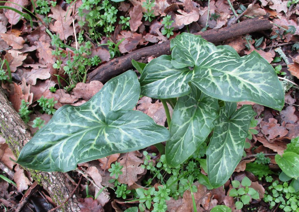 Arum italicum