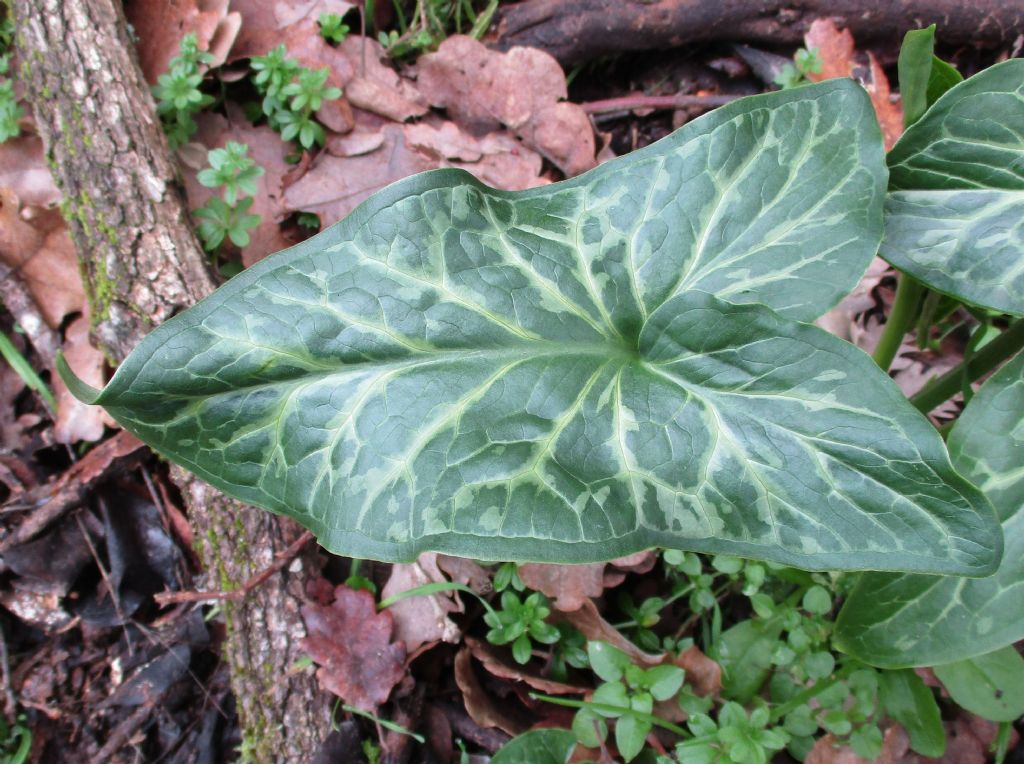 Arum italicum