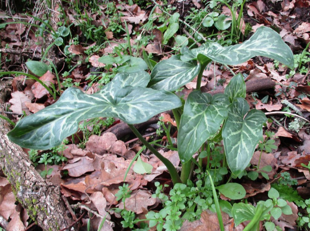 Arum italicum