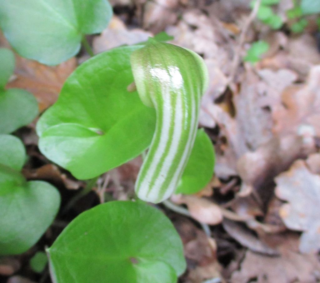 Arisarum vulgare