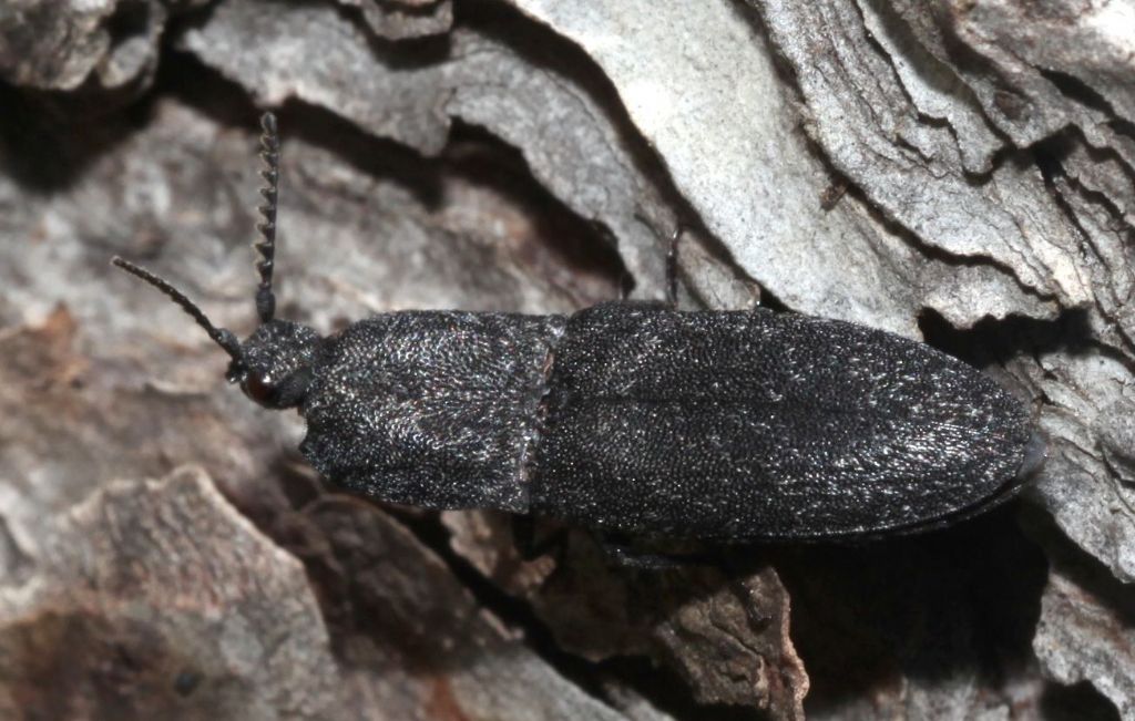 Elateridae: Lacon punctatus? S.