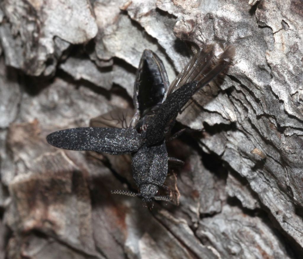 Elateridae: Lacon punctatus? S.