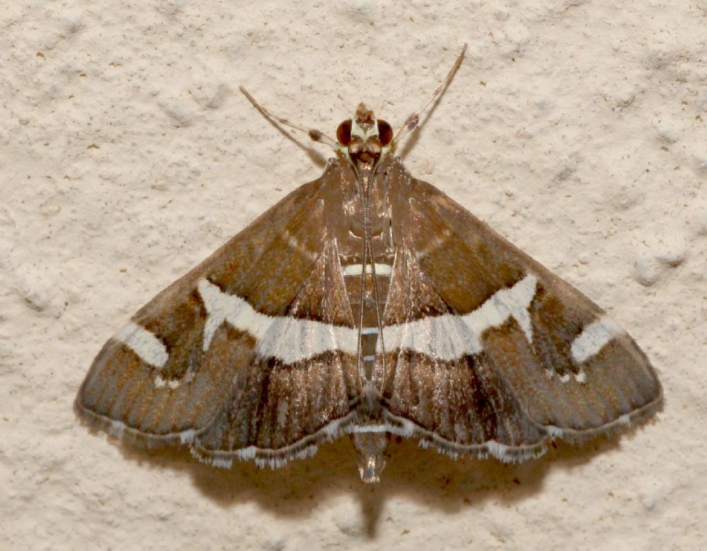 Mai vista prima: Spoladea recurvalis (Crambidae)