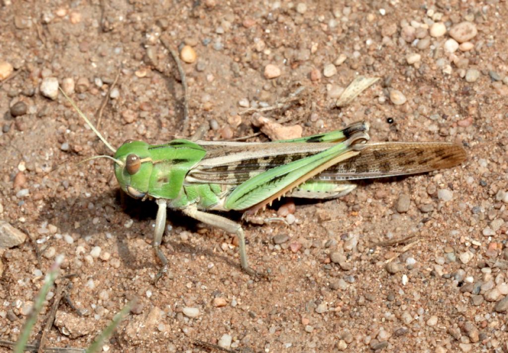 Locusta migratoria