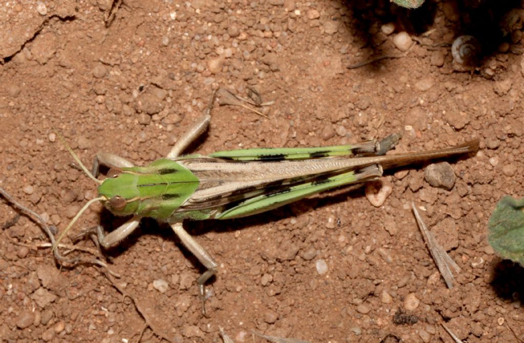 Locusta migratoria