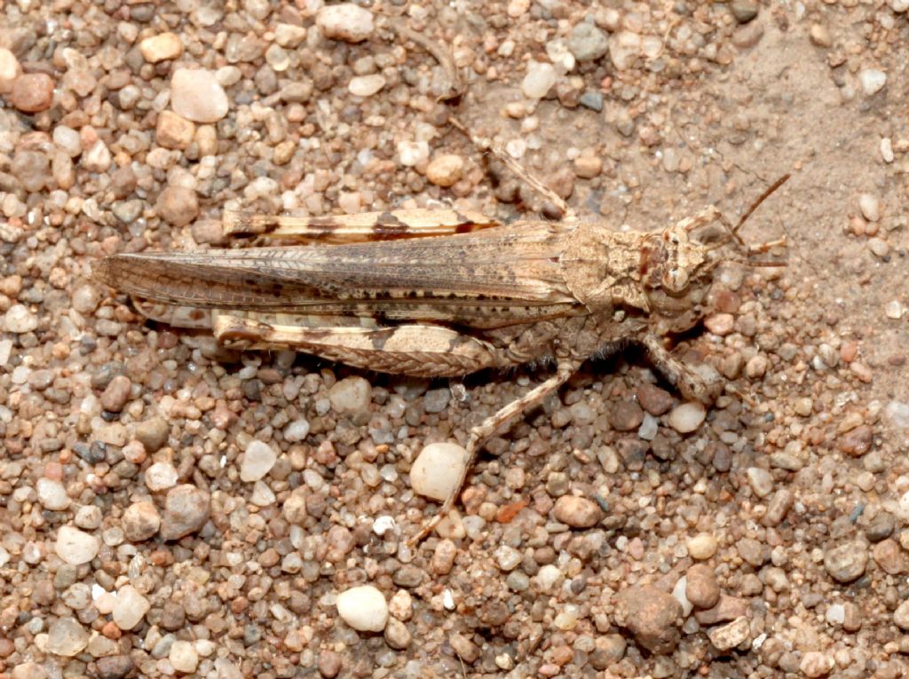 Acrotylus insubricus