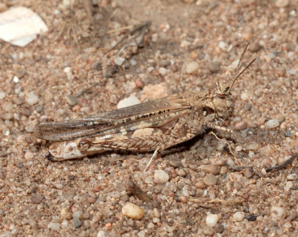 Acrotylus insubricus