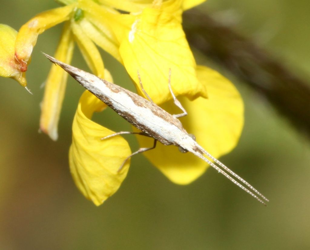 Su colza selvatica:  Plutella xylostella (Plutellidae)