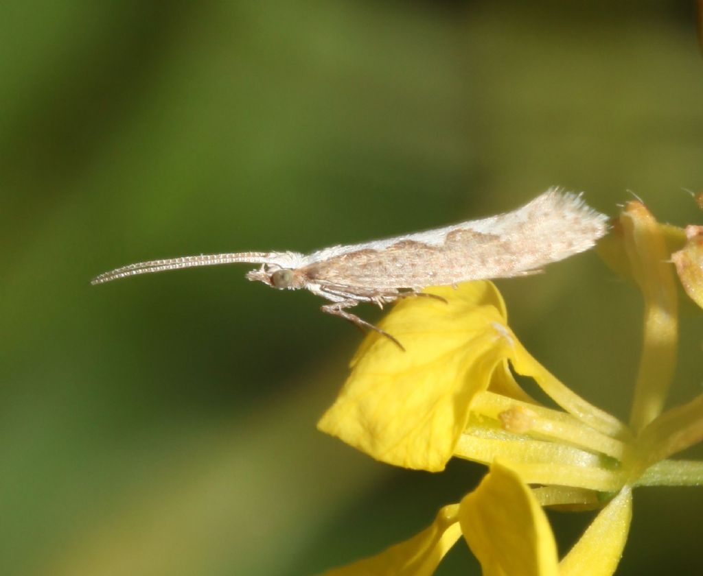 Su colza selvatica:  Plutella xylostella (Plutellidae)