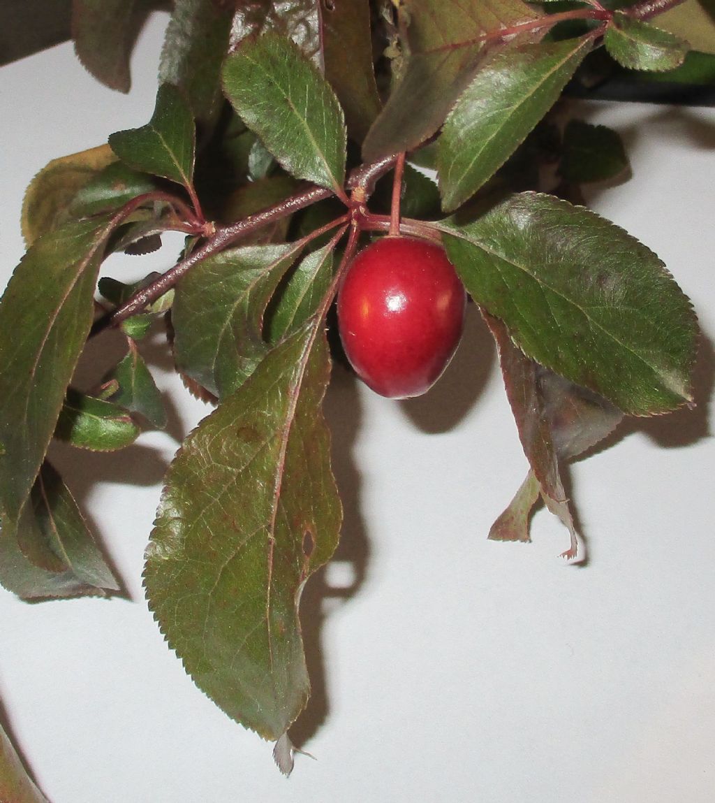 Giuggiole ?  No,  Prunus cerasifera var. pissardii