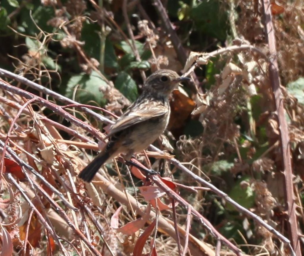 Saltimpalo (Saxicola torquatus), giovane